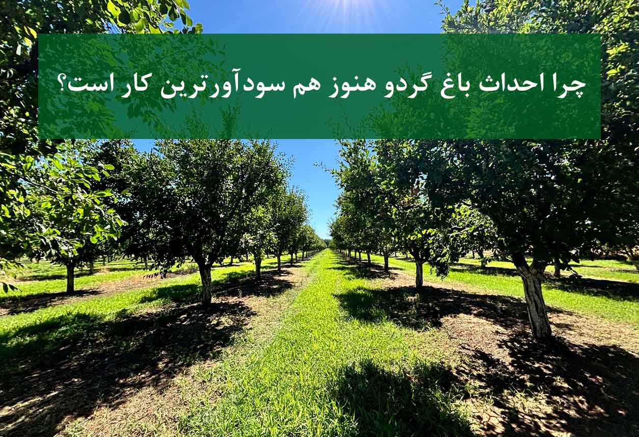 چرا احداث باغ گردو هنوز هم سودآورترین کار است؟