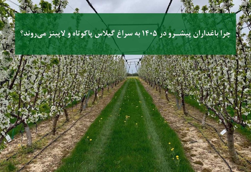 باغ گیلاس لاپینز روی پایه‌های پاکوتاه