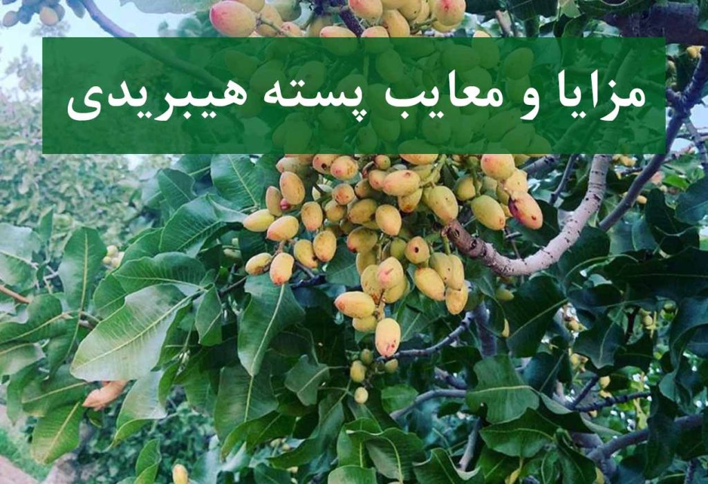 بررسی تخصصی مزایا و معایب پایه پسته هیبریدی UCB1 در باغ مدرن