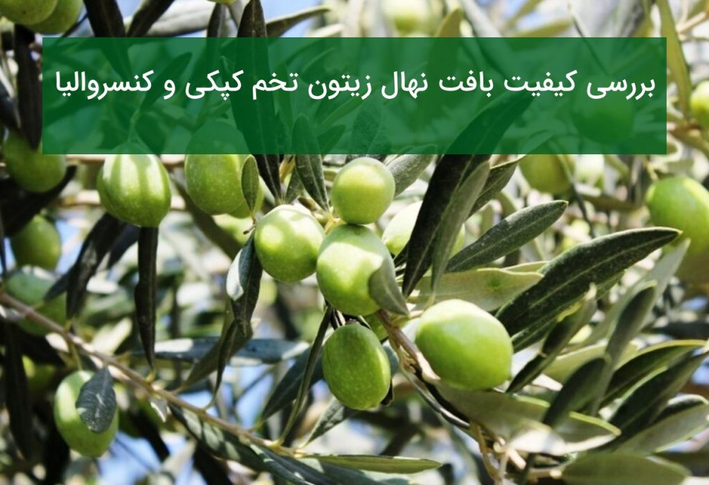 بررسی کیفیت بافت نهال تخم کپکی و کنسروالیا
