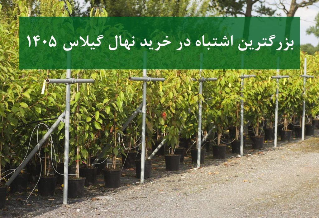 بزرگترین اشتباه در خرید نهال گیلاس 1405