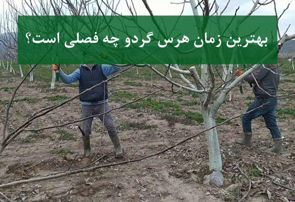 بهترین زمان هرس گردو چه فصلی است؟