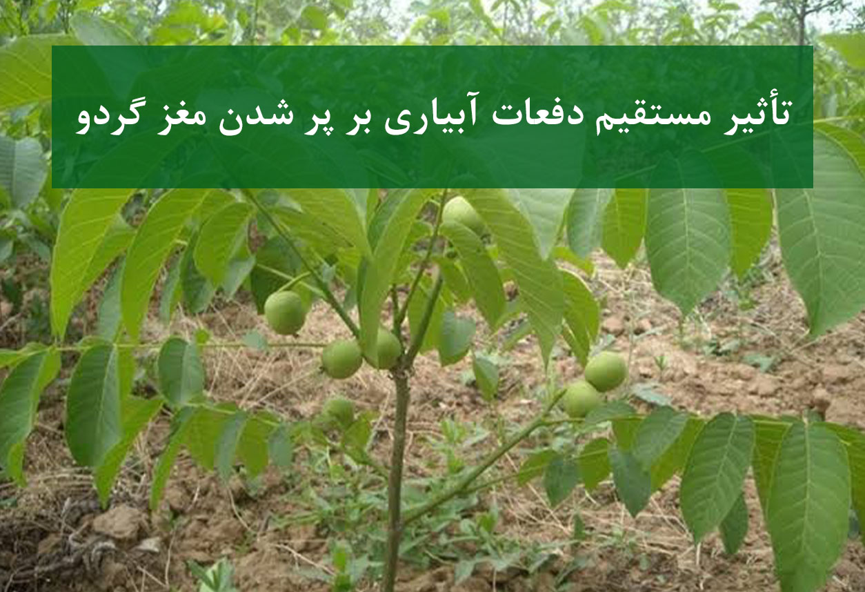تأثیر دفعات آبیاری بر پر شدن مغز گردو