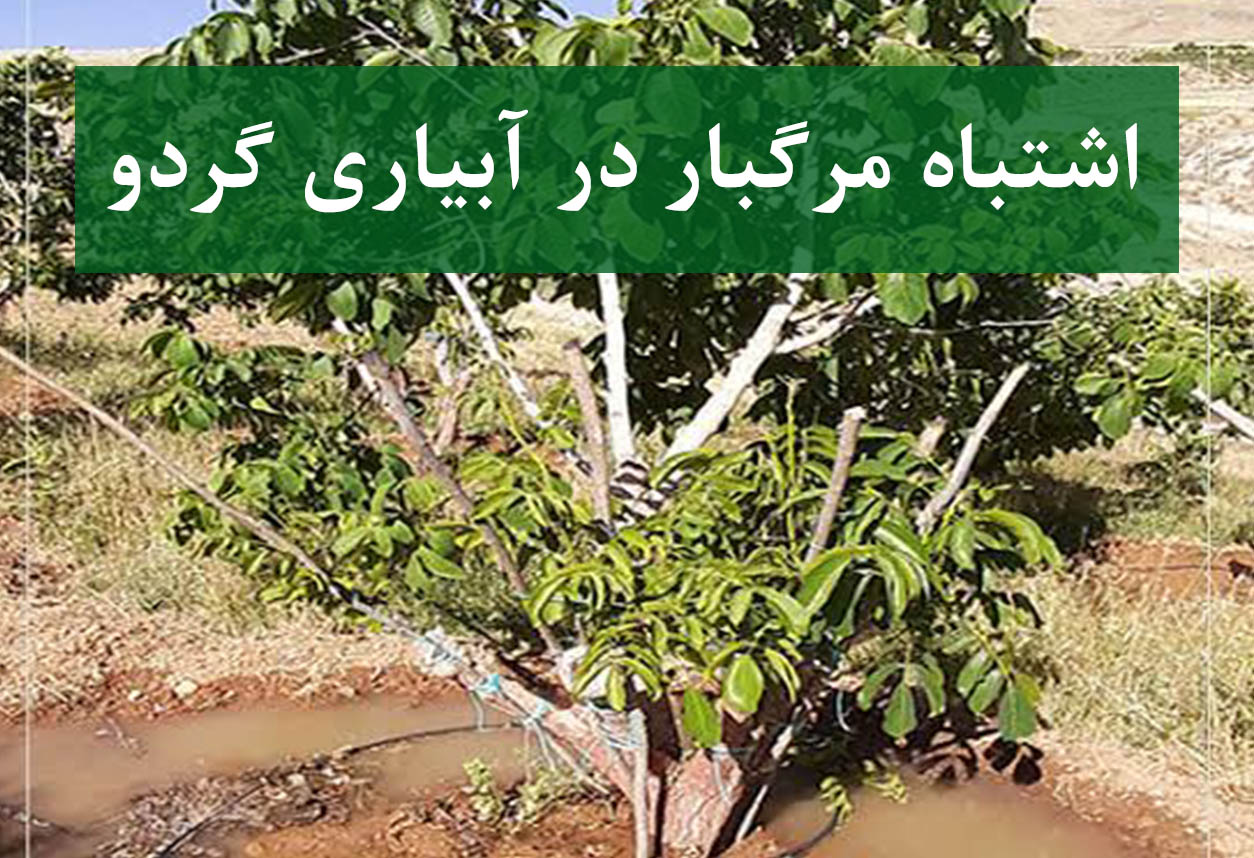 اشتباه مرگبار در آبیاری درخت گردو