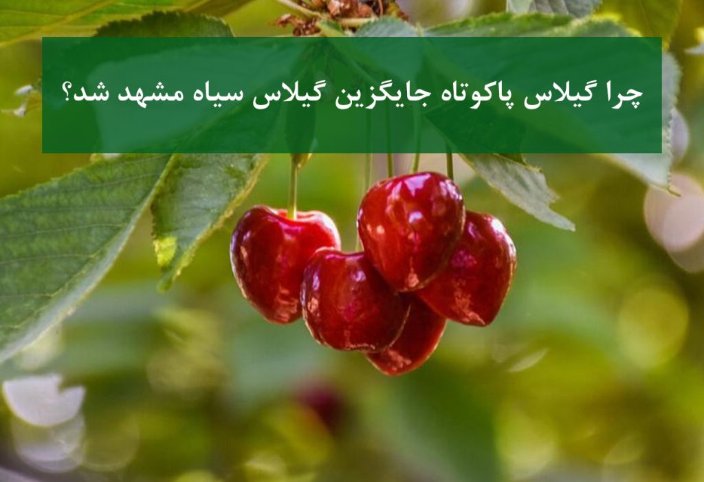تحول بازار نهال گیلاس؛ از سیاه مشهد تا ارقام پاکوتاه