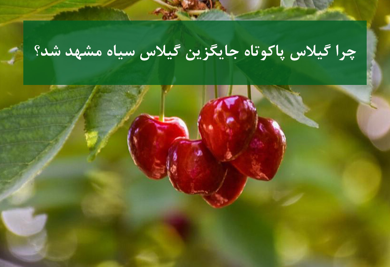 تحول بازار نهال گیلاس؛ از سیاه مشهد تا ارقام پاکوتاه