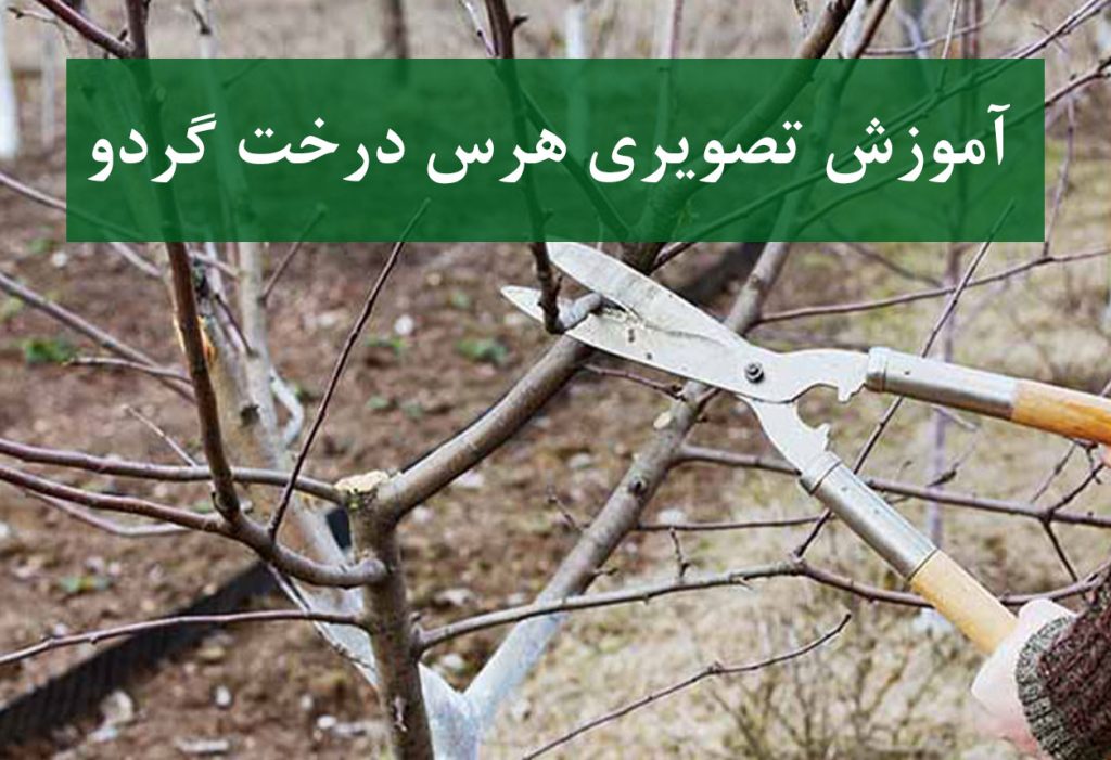 تصاویر آموزشی هرس درخت گردو