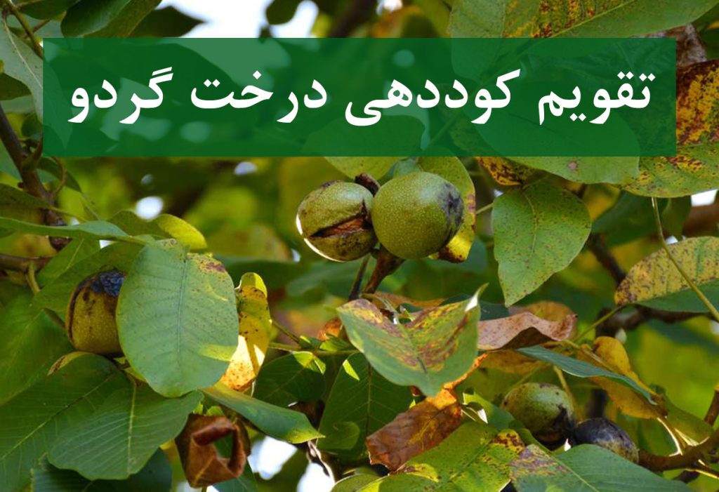 تقویم کودی درخت گردو از کاشت تا برداشت محصول
