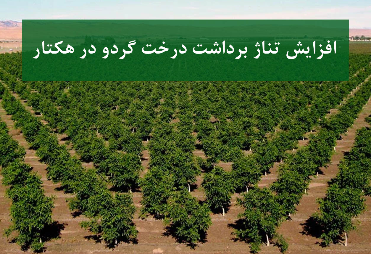 تناژ برداشت درخت گردو در هر هکتار