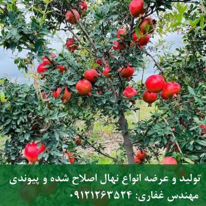 خرید نهال انار اشکفتو