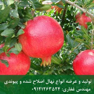خرید نهال انار بدون هسته