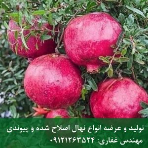 خرید نهال انار دانه سیاه