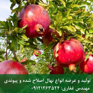 خرید نهال انار ساوه