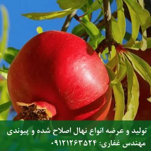 خرید انار ماریا