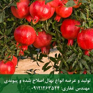 خرید نهال انار ملس