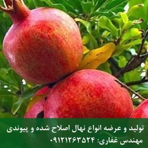 خرید نهال انار واندرفول