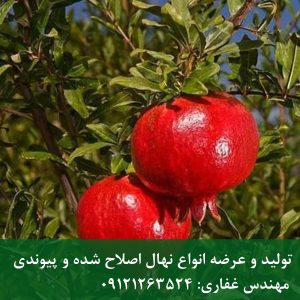 خرید نهال انار ژله ای