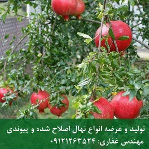 خرید نهال انار گلوباریک یزد