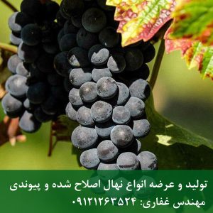 خرید نهال انگور ازبک