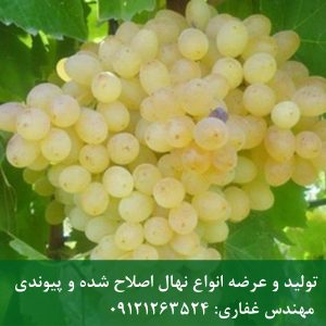 خرید نهال انگور بی دانه سفید