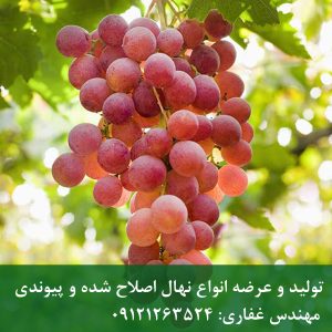 خرید نهال انگور بی دانه قرمز