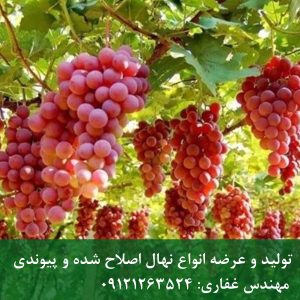 خرید نهال انگور ردگلوب