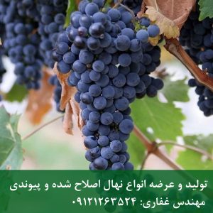 خرید نهال انگور شاهانی
