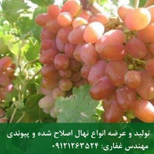 خرید نهال انگور فخری