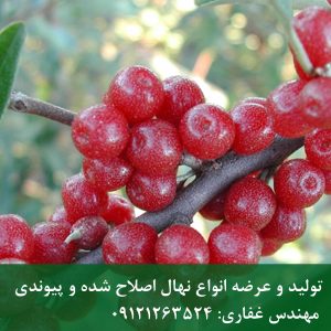 خرید خرید نهال انگور ژاپنی