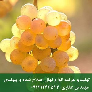 خرید نهال انگور کشمشی