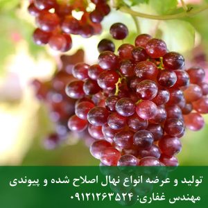 خرید نهال انگور یاقوتی