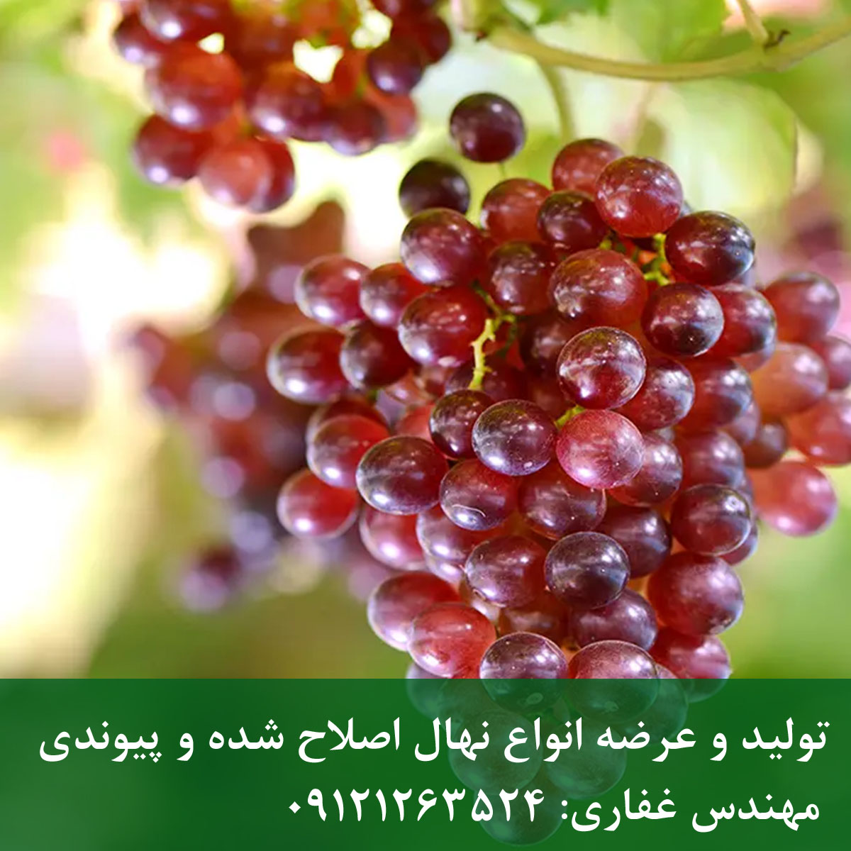 خرید نهال انگور یاقوتی + قیمت روز و مشخصات خرید نهال انگور یاقوتی
