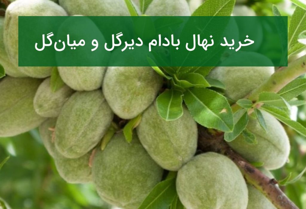 انتخاب نهال بادام دیرگل و میان گل