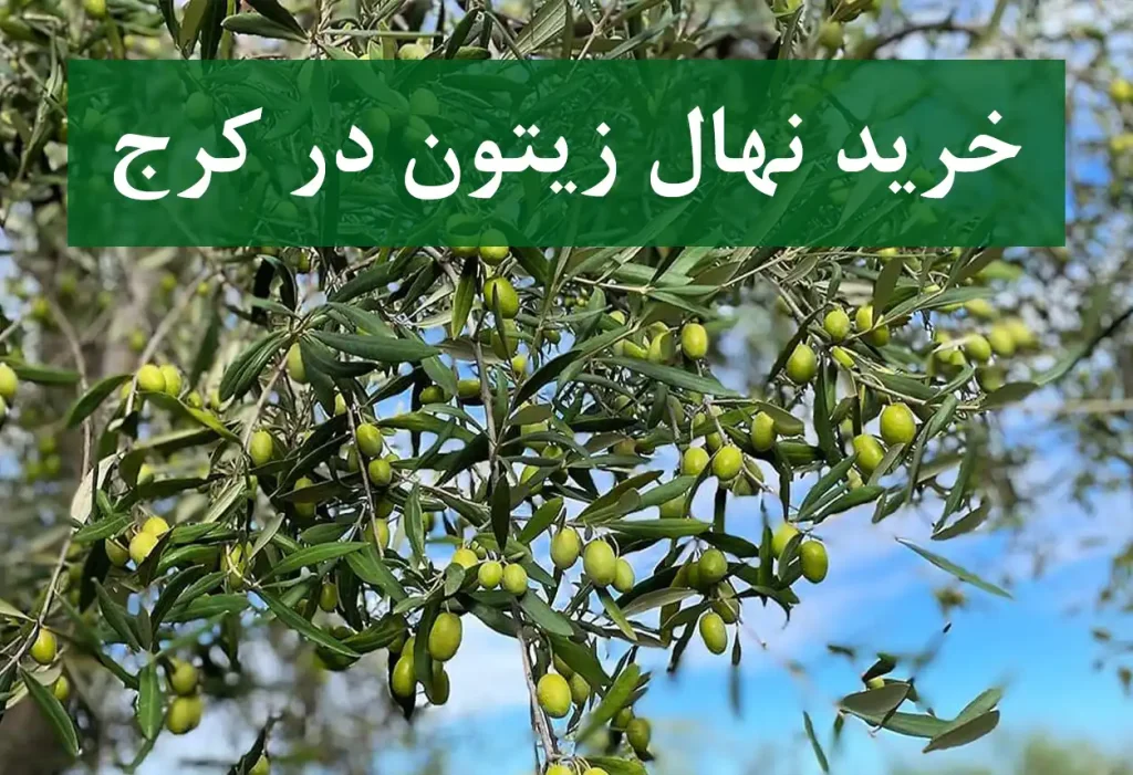خرید نهال زیتون در کرج + نهال شناسنامه‌دار و اصلاح شده