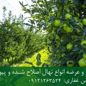 خرید نهال سیب ترش پایه M111 + نهال شناسنامه‌دار و اصلاح شده