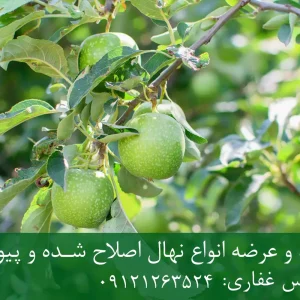 خرید نهال سیب ترش پایه M7 + نهال شناسنامه‌دار و اصلاح شده
