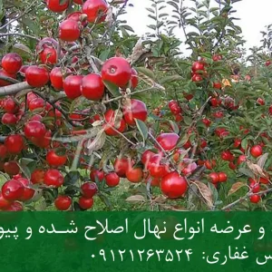 خرید نهال سیب توسرخ پایه M9 + نهال شناسنامه‌دار و اصلاح شده