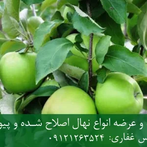 خرید نهال سیب سبز پایه M27 + نهال شناسنامه‌دار و اصلاح شده
