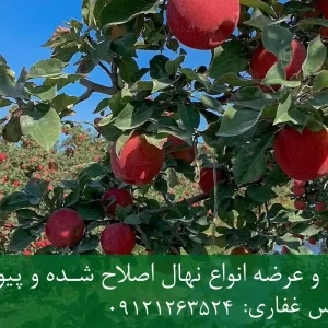 خرید نهال سیب فوجی پایه M106 + نهال شناسنامه‌دار و اصلاح شده