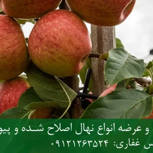 خرید نهال سیب فوجی پایه M111 + نهال شناسنامه‌دار و اصلاح شده