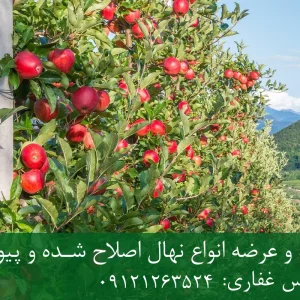 خرید نهال سیب فوجی پایه M27 + نهال شناسنامه‌دار و اصلاح شده