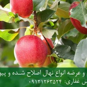 خرید نهال سیب گالا پایه M9 + نهال شناسنامه‌دار و اصلاح شده