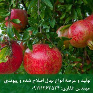 خرید نهال قندهار