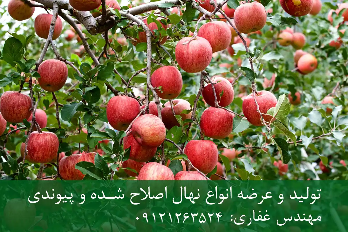 خرید نهال پایه M106 سیب + پایه رویشی استاندارد خرید نهال پایه M106 سیب + پایه رویشی استاندارد