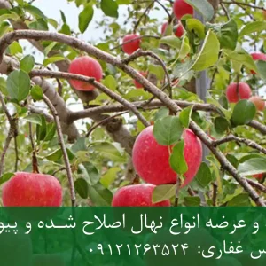 خرید نهال پایه M111 سیب + پایه رویشی استاندارد