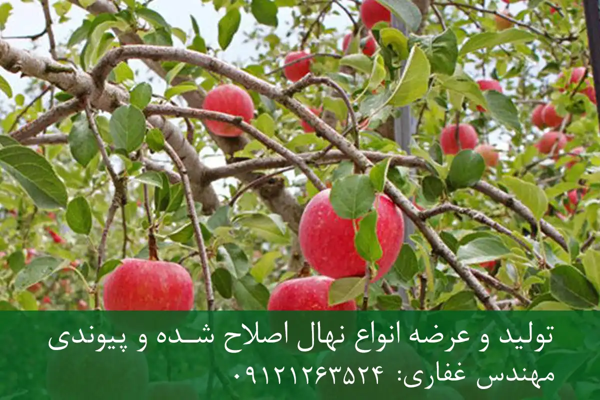 خرید نهال پایه M111 سیب + پایه رویشی استاندارد خرید نهال پایه M111 سیب + پایه رویشی استاندارد