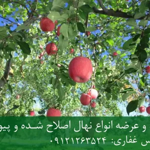 خرید نهال پایه M27 سیب + پایه رویشی استاندارد