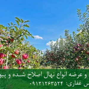خرید نهال پایه M7 سیب + پایه رویشی استاندارد