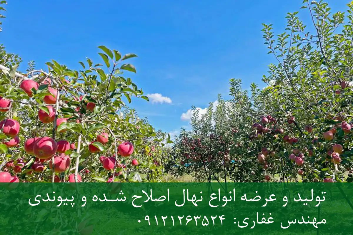 خرید نهال پایه M7 سیب + پایه رویشی استاندارد خرید نهال پایه M7 سیب + پایه رویشی استاندارد