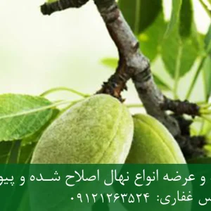 خرید نهال پایه جی اف بادام + پایه رویشی GF استاندارد